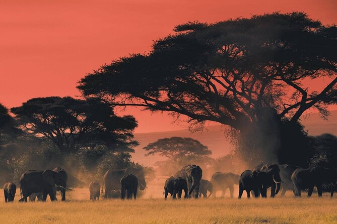 6-Day Unforgettable Tour in Tanzania - Navigating the Tarangire National Park
