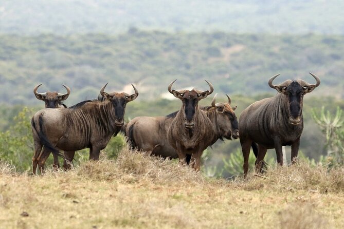 6-Day Unforgettable Tour in Tanzania - Savoring the Tanzanian Culinary Experience
