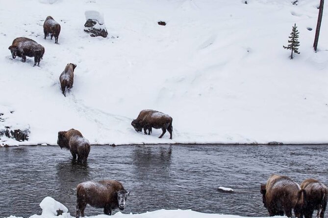 6 Day Winter Wonderland Tour in Yellowstone National Park - Meeting and Pickup Information
