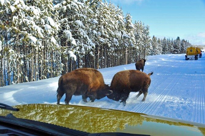 6 Day Winter Wonderland Tour in Yellowstone National Park - Pricing and Reservation Details