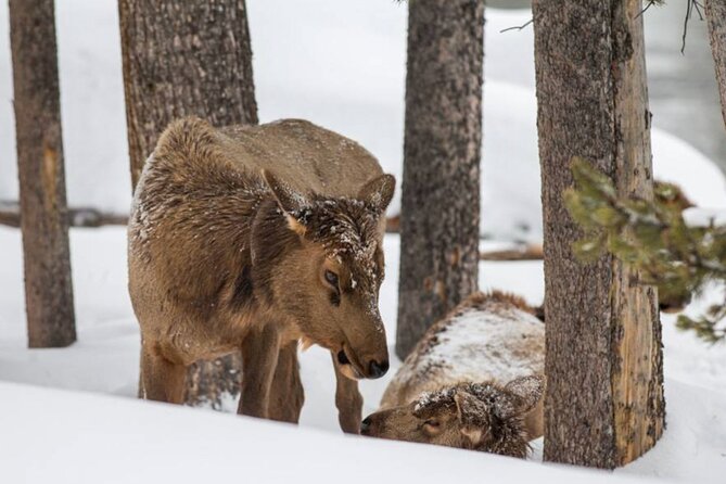 6 Day Winter Wonderland Tour in Yellowstone National Park - Frequently Asked Questions