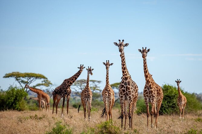 6 Days 5 Night Safari - Wildlife Encounters