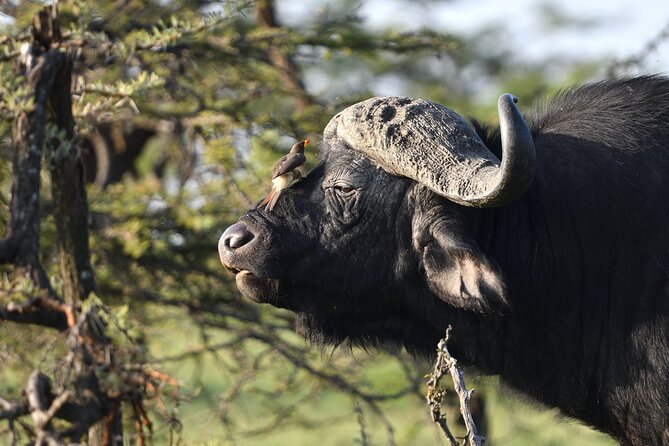 6 Days 5 Night Safari - Safari Activities