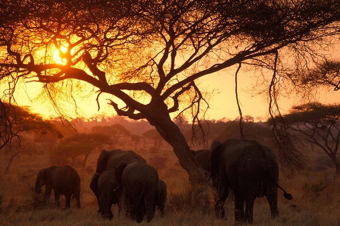 6 Days 5 Nights Lodge Safari Tarangire, Manyara, Serengeti & Ngorongoro Crater - Accessibility and Participation