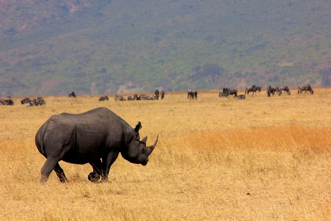 6 Days 5 Nights Lodge Safari Tarangire, Manyara, Serengeti & Ngorongoro Crater - Review Highlights