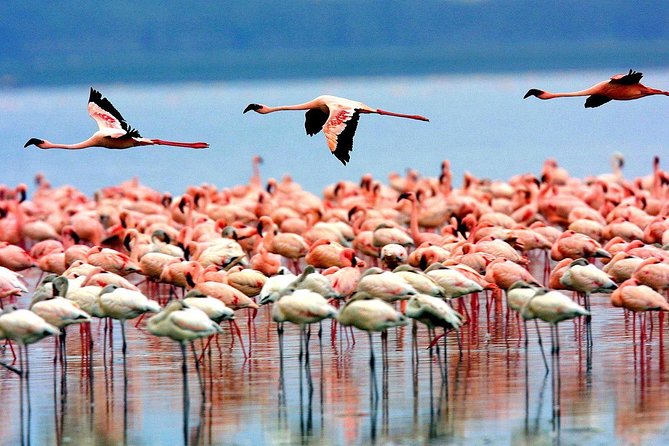 6 Days 5 Nights Lodge Safari Tarangire, Manyara, Serengeti & Ngorongoro Crater - Cancellation Policy
