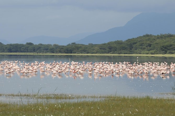 6 Days 5 Nights Safari Ngorongoro, Serengeti and Tarangire National Parks - Exclusive Experiences and Activities