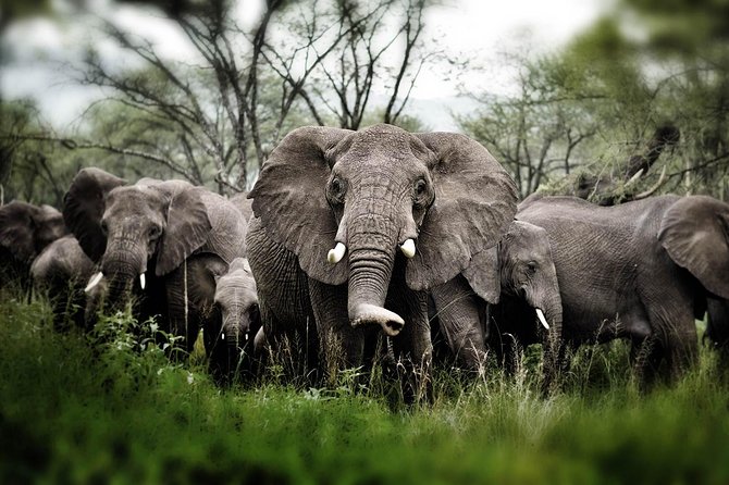 6 Days 5 Nights Safari Ngorongoro, Serengeti and Tarangire National Parks - Reviews and Ratings