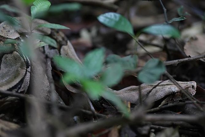 6 Days Amazon Jungle Adventure Tour - Whats Included