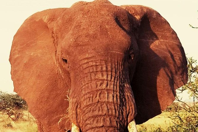 6 Days Amboseli, Lake Nakuru and Masai Mara - Wildlife Sightings