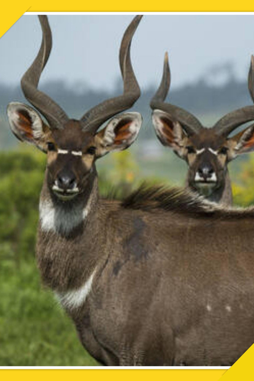 6-Days Bale Mountain Trekking and Wildlife Spotting Tour - Good To Know