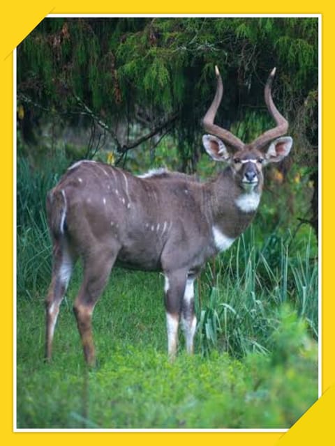 6-Days Bale Mountain Trekking and Wildlife Spotting Tour - Experience Highlights