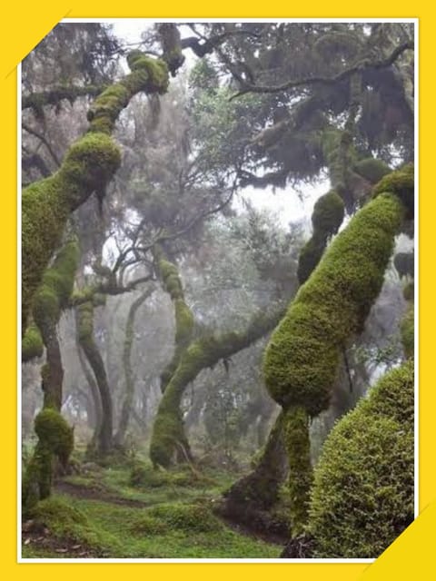 6-Days Bale Mountain Trekking and Wildlife Spotting Tour - Daily Itinerary