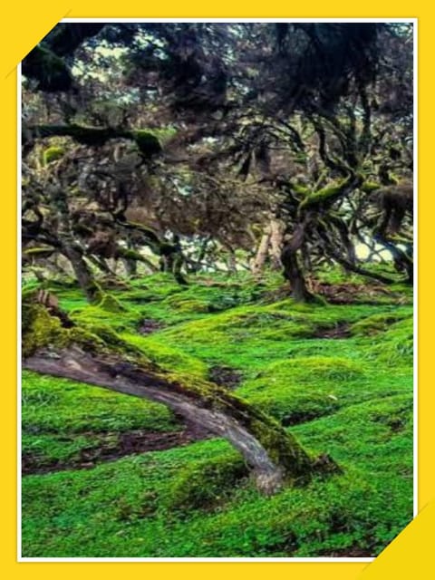 6-Days Bale Mountain Trekking and Wildlife Spotting Tour - Accommodation and Meals