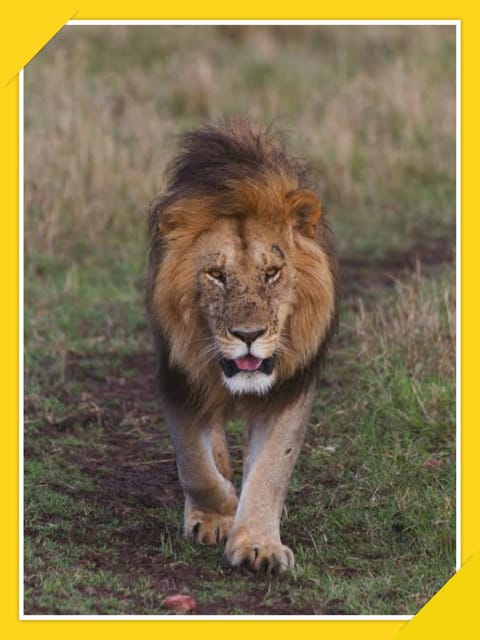 6-Days Bale Mountain Trekking and Wildlife Spotting Tour - Health and Safety Considerations