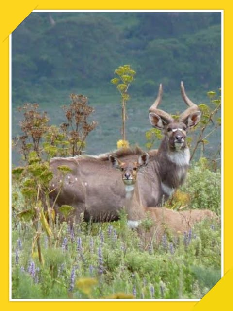 6-Days Bale Mountain Trekking and Wildlife Spotting Tour - Booking and Contact Information