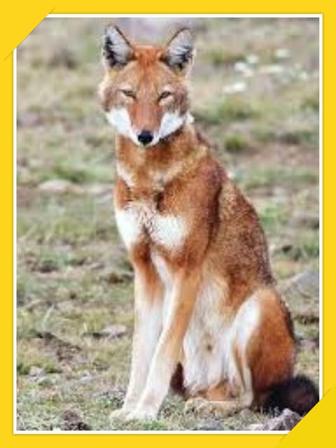 6-Days Bale Mountain Trekking and Wildlife Spotting Tour - Frequently Asked Questions