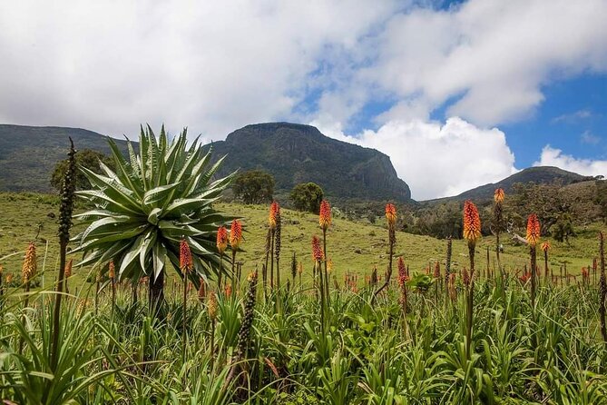 6 Days Bale Mountains Trekking - Meeting and Pickup