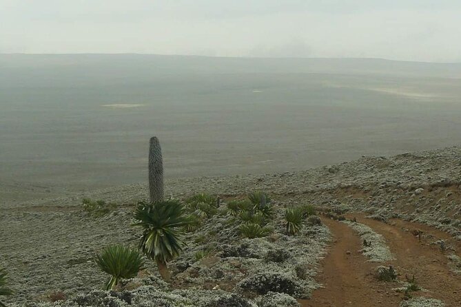 6 Days Bale Mountains Trekking - Itinerary