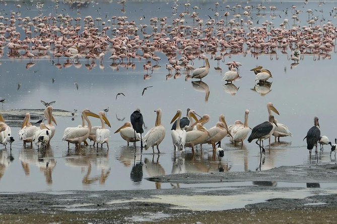 6 Days Best Adventure Kilimanjaro ,Tarangire ,Serengeti &Ngorongoro Crater - Coffee Tour and Chemka Hot Spring