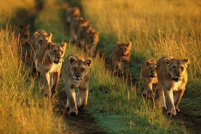 6 Days Best Adventure Kilimanjaro ,Tarangire ,Serengeti &Ngorongoro Crater - Safari Jeep and Game Viewing