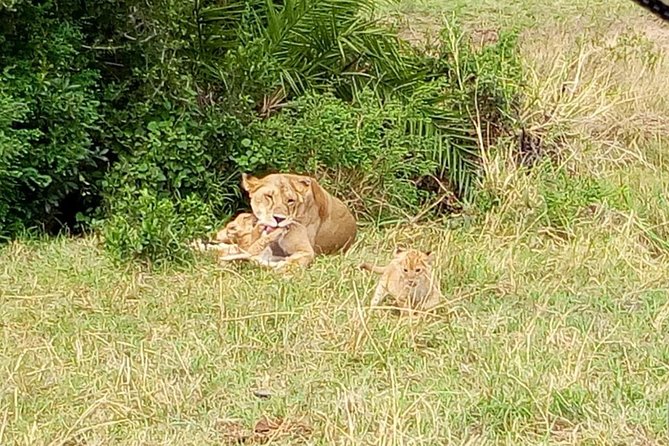 6 Days Best of Kenya Safaris Maasai Mara-Lake Nakuru Amboseli National Park - Safari Itinerary and Highlights