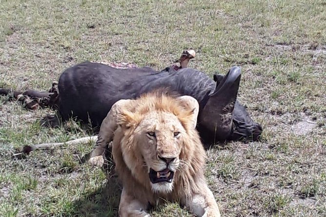 6 Days Best of Kenya Safaris Maasai Mara-Lake Nakuru Amboseli National Park - Accommodation and Amenities