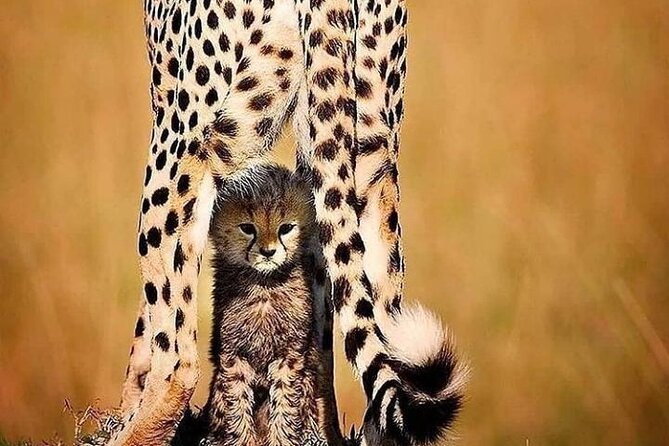 6 Days Best of Kenya Safaris Maasai Mara-Lake Nakuru Amboseli National Park - Tour Inclusions and Exclusions