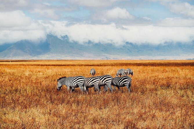 6 Days Best of Kenya Safaris Maasai Mara-Lake Nakuru Amboseli National Park - Traveler Reviews and Testimonials