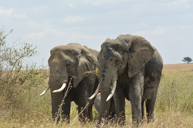 6 Days Big Five Tanzania Safari - Included Experiences