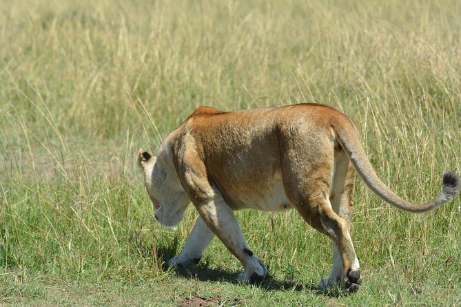 6 Days Big Five Tanzania Safari - Meeting and Pickup