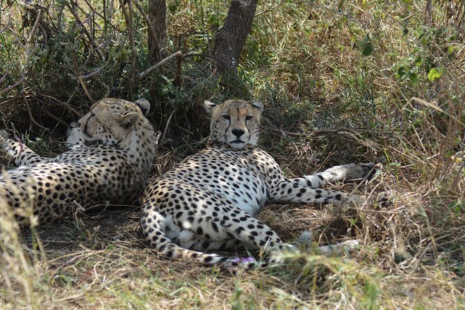 6 Days Big Five Tanzania Safari - Tour Accessibility