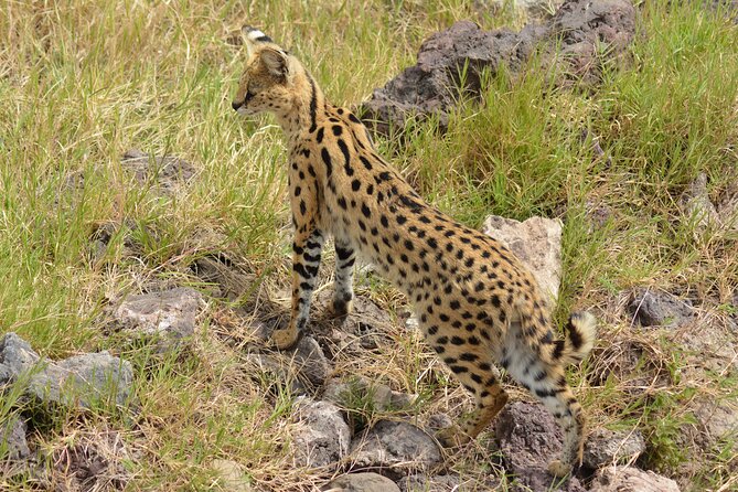 6 Days Big Five Tanzania Safari - Booking and Cancellation