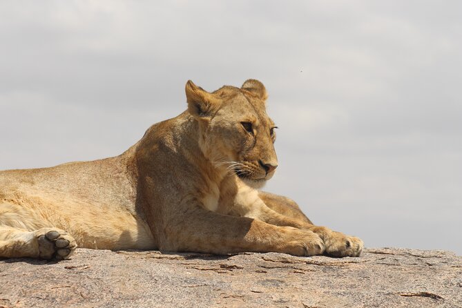 6 Days Big Five Tanzania Safari - Safari Itinerary