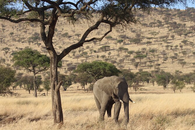 6 Days Big Five Tanzania Safari - What to Expect