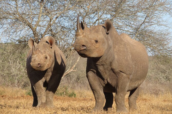 6 Days Big Five Tanzania Safari - Frequently Asked Questions