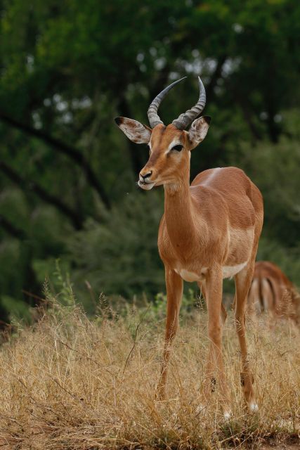 6 Days Cape Town & Kruger National Park Safari - Key Points
