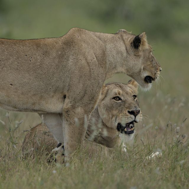 6 Days Cape Town & Kruger National Park Safari - Optional Cape Town Activities