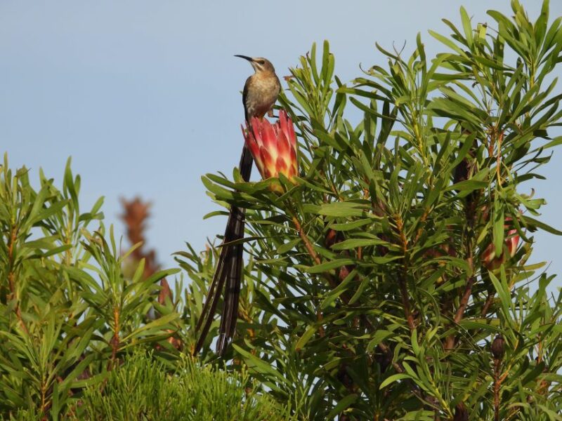 6 Days Cape Town & Kruger National Park Safari - Kruger National Park Safari