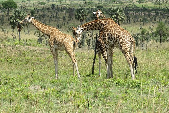 6 Days Chimps, Gorillas & Murchison Falls Africas Big Five Experience Safari - Key Points