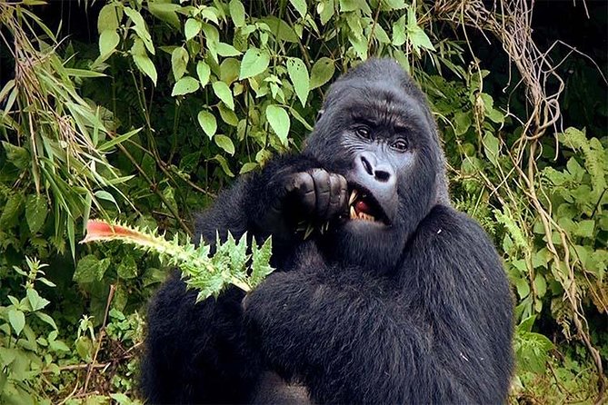 6 Days Chimps, Gorillas & Murchison Falls Africas Big Five Experience Safari - Itinerary Overview