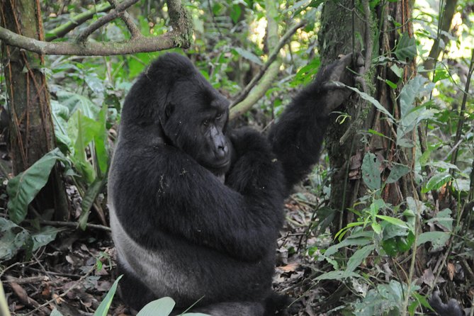 6 Days Chimps, Gorillas & Murchison Falls Africas Big Five Experience Safari - Exploring Chimpanzees