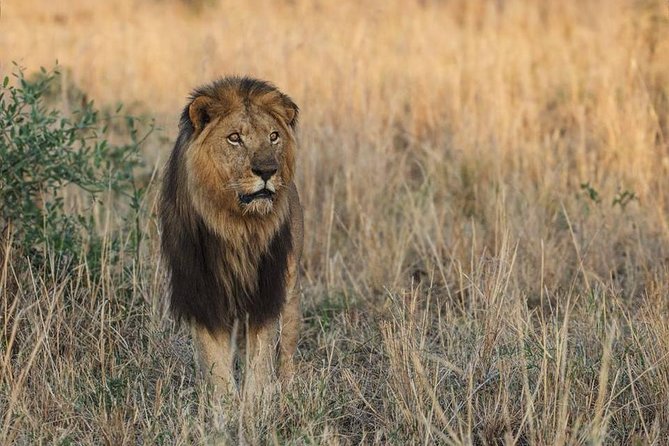 6 Days Chimps, Gorillas & Murchison Falls Africas Big Five Experience Safari - Accommodation and Meals
