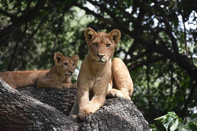 6 Days: Classic Camping( Tarangire, Manyara, Serengeti And Ngorongoro). - Cultural Immersion and Interactions