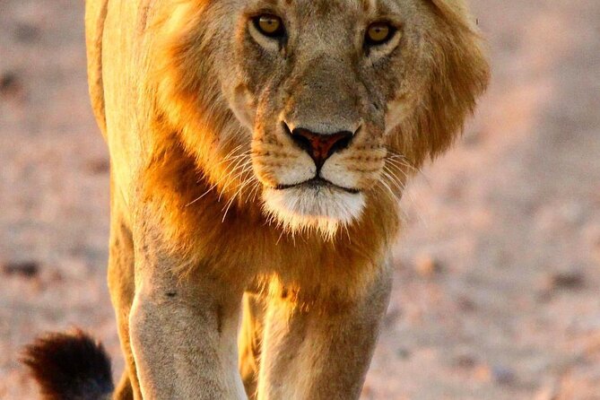 6 Days Enchanting Tanzania Safaris - Mid Range Safari - Inclusions and Pricing