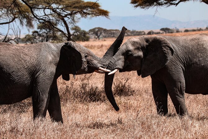6 Days Enchanting Tanzania Safaris - Mid Range Safari - Meeting and Pickup Details