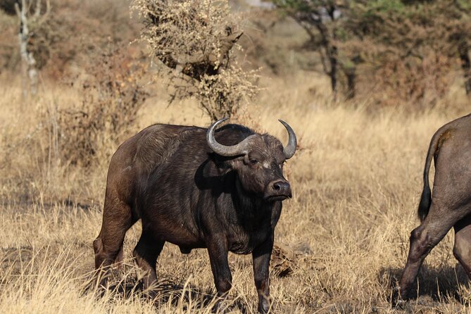 6 Days Enchanting Tanzania Safaris - Mid Range Safari - Reviews and Ratings