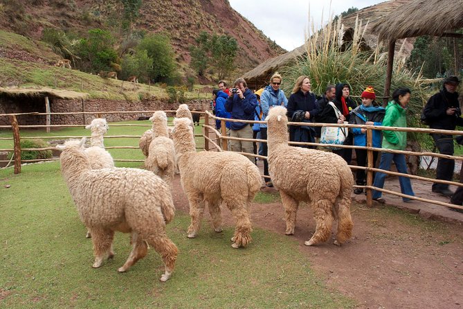 6 Days Exploring Cusco, Sacred Valley & Machu Picchu - Tour Communication and Resolution