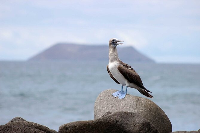 6 Days Galapagos Island Hopping - Adventuring Through Espanola Island