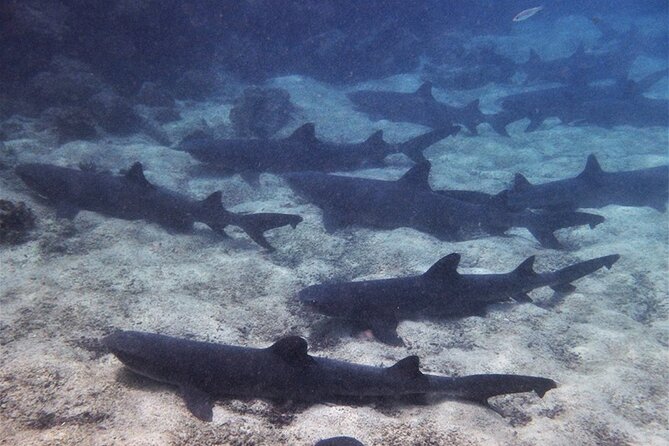6 Days Galapagos Island Hopping - Discovering Island Ecosystems